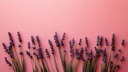 Lavender flowers gently swaying in the wind on a white background