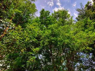 Lush green tree canopy under blue sky with scattered clouds. Capturing natural textures and vibrant foliage, perfect for themes of environment, summer, nature background, and relaxation concept.