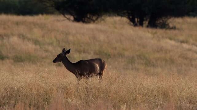 Female Elk grazes and grooms on the prairie at Rocky Mountain Arsenal National Wildlife Refuge near Denver, Colorado