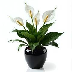 Peace Lily in Black Pot Isolated on White