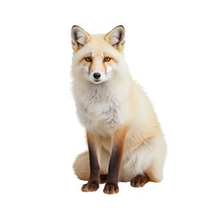 Fototapeta premium Arctic fox sitting on isolated white background 