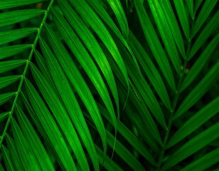 Close-up of vibrant green palm fronds (1)