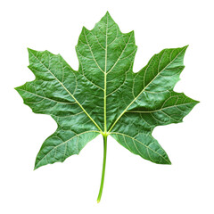 Fototapeta premium Fresh papaya leaf isolated on transparent background