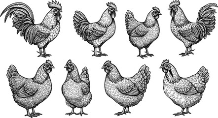 Detailed hand-drawn vintage rooster and hen vector illustrations, rustic farm poultry artwork, classic bird drawings for packaging and design © Mason Murp Creations
