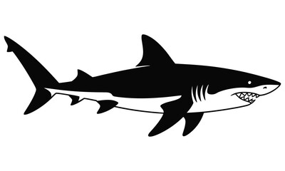 Obraz premium great white shark