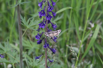 Butterfly On Wildflower, Jasper National Park, Alberta