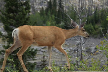 young deer in the forest
