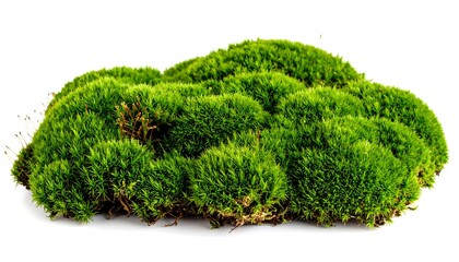 Lush green moss cluster