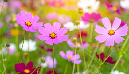 Pink cosmos in full bloom in the field