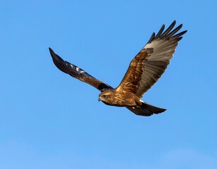 Obraz premium Bird of prey soaring in clear sky