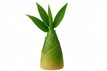 Fresh bamboo shoot with vibrant green leaves, isolated on a transparent background, ready for integration into any design