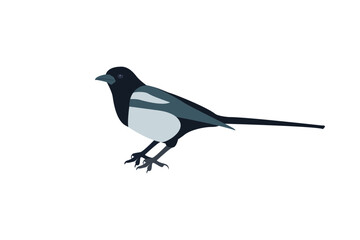 Thieving Magpie Vector Illustration