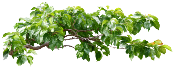A vibrant green tree branch with lush leaves, extending horizontally and isolated on a clean white background for botanical design.