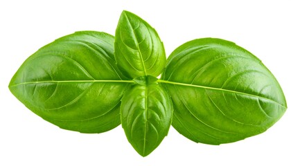 Vibrant green basil leaves, freshly picked, isolated on white background