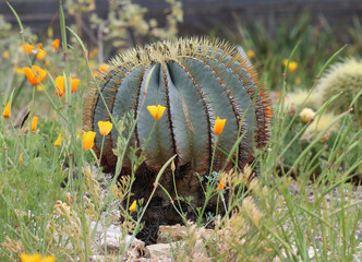 Fass-Kaktus - Glaucous barrel cactus