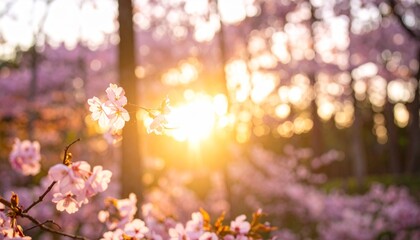 Backlit Sakura Blossoms Catching the Last Golden Rays of Sunset