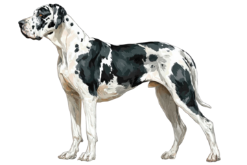 Majestic Harlequin Great Dane with a black and white patched coat standing in a proud side profile.