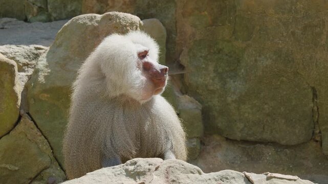 Hamadryas Baboon Yawning on Rocky Terrain in Sunlight