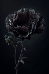 Dark Floral Elegance Moody Black Flower on Dramatic Background