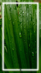 Vertical close-up green leaves covered dewdrops. Fresh vibrant texture of the leaves. Glowing white neon rectangle frame overlays creating organic natural beauty and a modern digital aesthetic