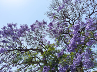 Jacaranda mimosifolia tree blooming with clusters of bright purple flowers against  blue sky