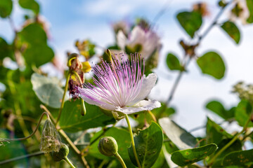 Blooming caper plant closeup, white petals, purple stamens and green leaves, sunny spring day