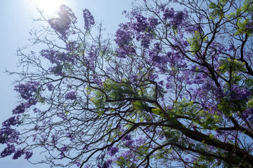 Jacaranda mimosifolia tree blooming with clusters of bright purple flowers against  blue sky