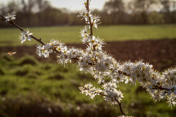 Kirschblütenblätter