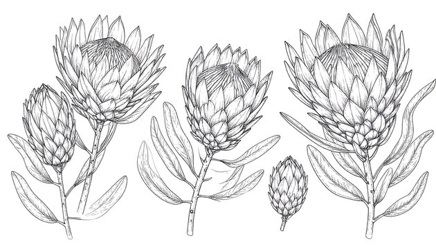 Protea Flowers with Line Art, and Botanical Illustration.