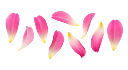 Pink Petal Decor for Floral Crafts