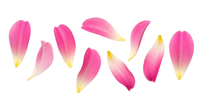 Pink Petal Decor for Floral Crafts