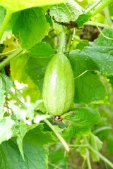 Benincasa hispida hanging from the tree