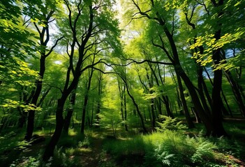 Naklejka premium Lush green canopy, sun-dappled forest floor, vibrant spring foliage, foliage, vibrant