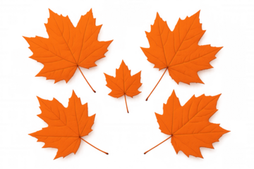 Five bright orange maple leaves falling against a transparent background, perfect for autumn-themed designs