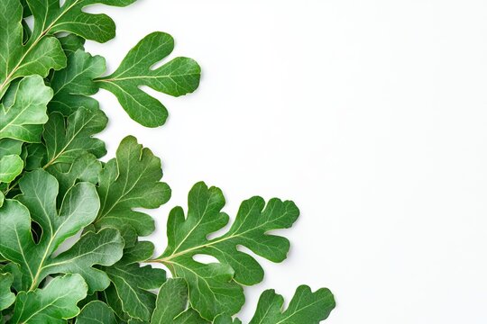 Fresh green fig leaves arranged on a white background, creating