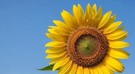 Vibrant sunflower blooming against a bright blue sky in clear summer day, showcasing nature's