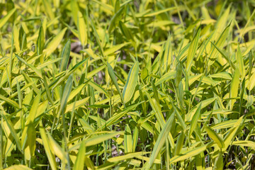 A dwarf Greenstripe was found in the park. 