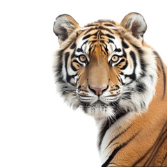 Obraz premium Close up portrait of a bengal tiger