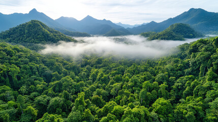 Fototapeta premium Lush jungle landscape with mist floating above trees and mountains in background