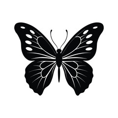 butterfly isolated on white