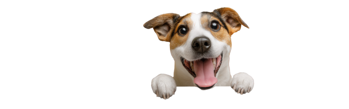 Happy Jack Russell Terrier dog with a wide smile peeking over an edge with its paws.