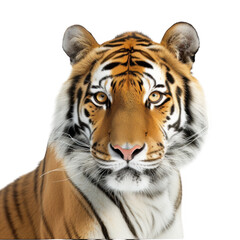 Fototapeta premium Close up portrait of a bengal tiger face