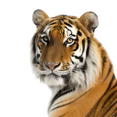 Fototapeta premium Close up portrait of a bengal tiger