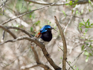 Variegated Fairywren (Malurus lamberti) perched on a branch holding an Orb Spider in its beak.