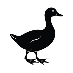 duck isolated on white