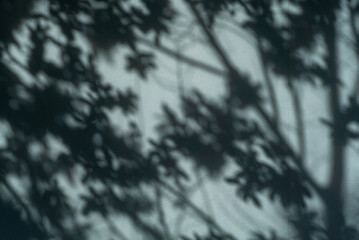 Soft Shadows of Leaves on Light Background
