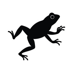 frog on white background