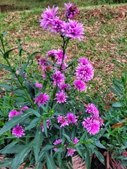 Obraz premium Bright purple Aster flowers blooming vibrantly in a rustic garden pot with lush green background. Perfect for floral themes, natural decor, and ornamental gardening visuals.