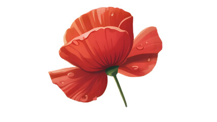 Vibrant red poppy with water droplets isolated on a transparent background flower bloom