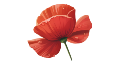 Vibrant red poppy with water droplets isolated on a transparent background flower bloom